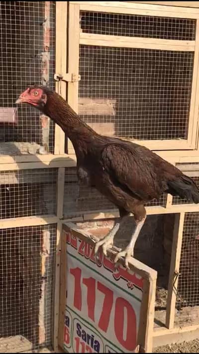 ASEEL High Quality Madi