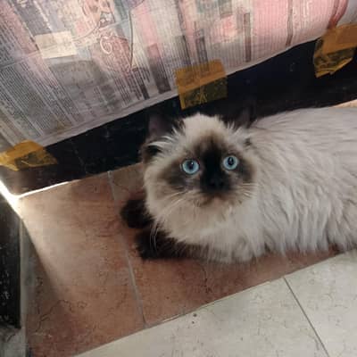 Himalayan kitten for sale ⏩ 03067607732, 03186866398