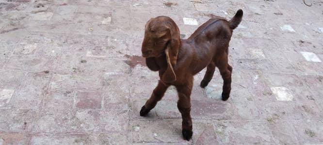 Goat Male Kid For Sale