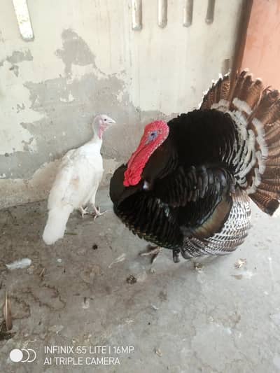 Turkey birds Breeder pair for sale ready for eggs