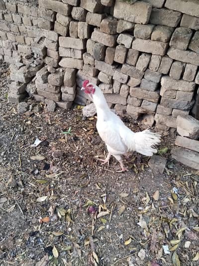 breeder murga / Aseel murga / murga for sale