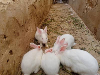 rabbits bunnies for sell