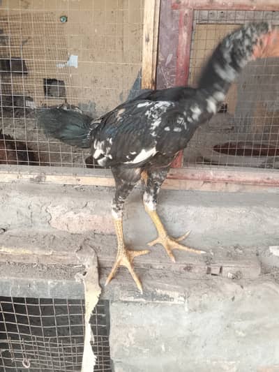 Pure Aseel Home breed Pure quality patha 3 months age