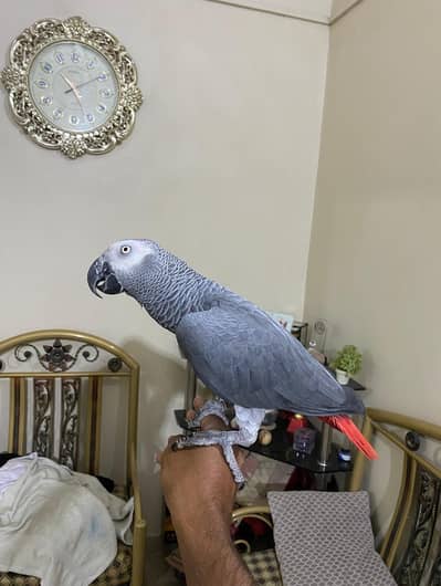 Handtame african grey for sale!