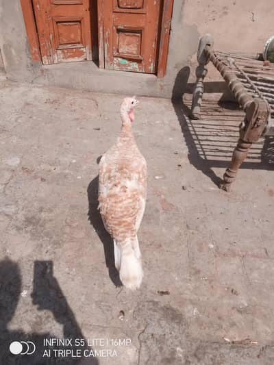 Turkey female for sale 0333_470+73'96 golden colour ready for breeding