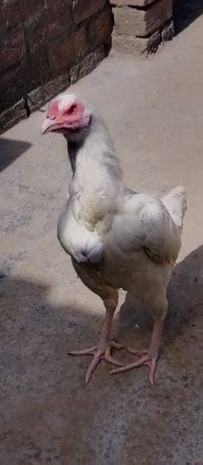 White paper      Assel Hera