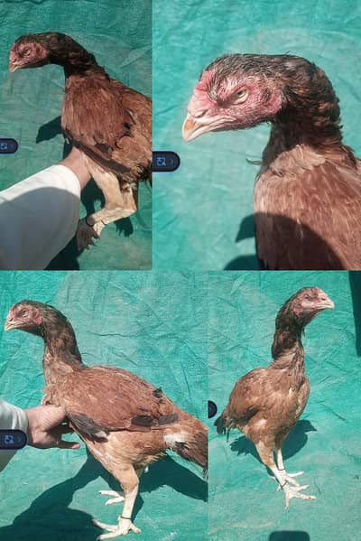 pure Pakistani old blood Madi  fresh kurakk 03204581798