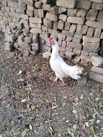 breeder murga/ murga for sale/ Aseel murga