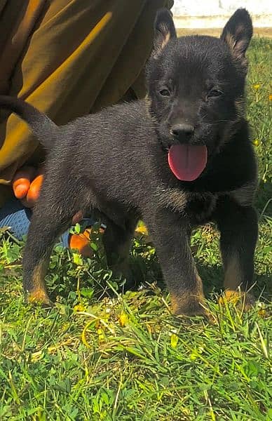 Alsatian bigyari mail for sale active and healthy fully security dog