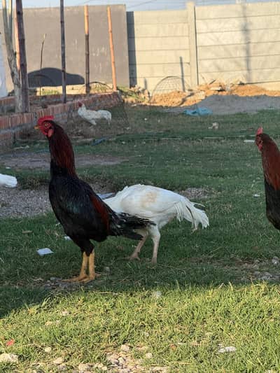 Aseel Heera | Lahkha | Peela | Amroha | Chicks| Breeder | Aseel Murgha