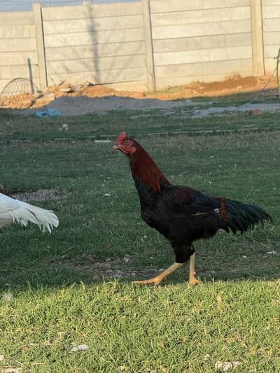 Aseel Heera | Lahkha | Peela | Amroha | Chicks| Breeder | Aseel Murgha