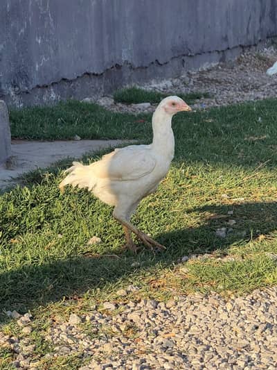 Aseel Heera | Lahkha | Peela | Amroha | Chicks| Breeder | Aseel Murgha