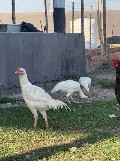 Aseel Heera | Lahkha | Peela | Amroha | Chicks| Breeder | Aseel Murgha