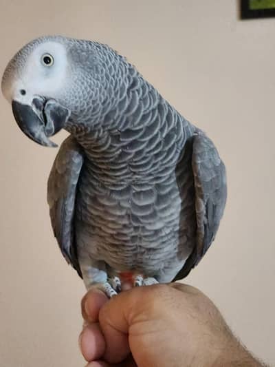 African Greys & Galah Cockatoo