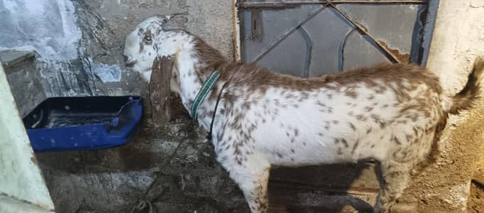 pure maki china breeder