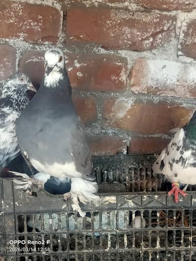 Breeder pair healthy and Active