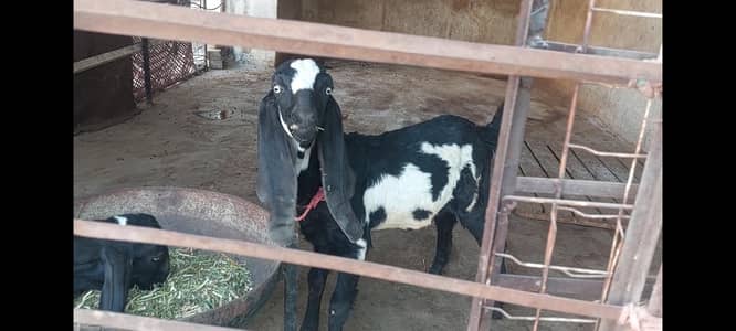 amratsari beetal kid