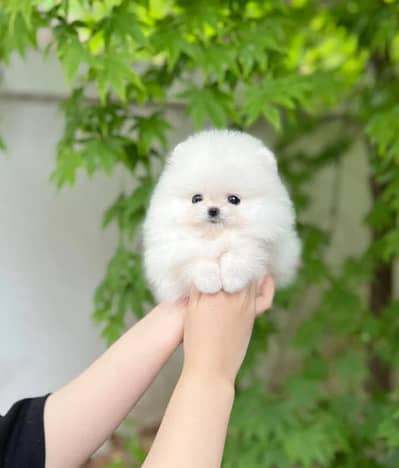 Pomeranian puppies 03145176416