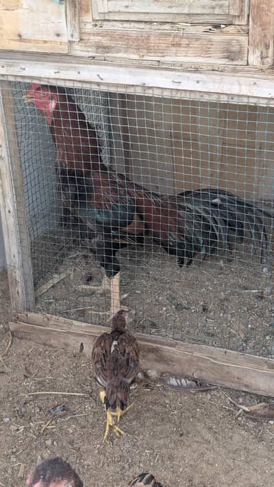 aseel murga murgi bachoo k sath