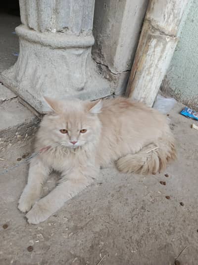 persian long hairs female cat healthy and active