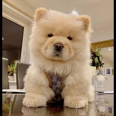 chow chow puppies 0314/5176416