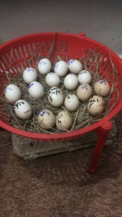 Aseel Sindhi eggs for sale