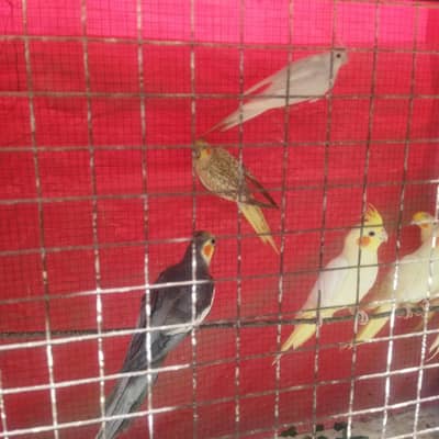 Cocktail birds pair for selling