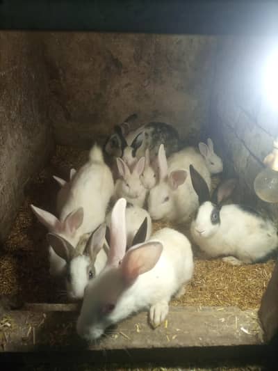 fancy rabbit/holland lop/hotot/teddy bear/newziland bunnies/gain