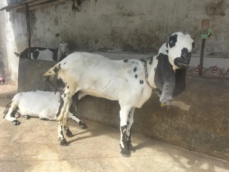 Desi Makhi Cheni with Male kid