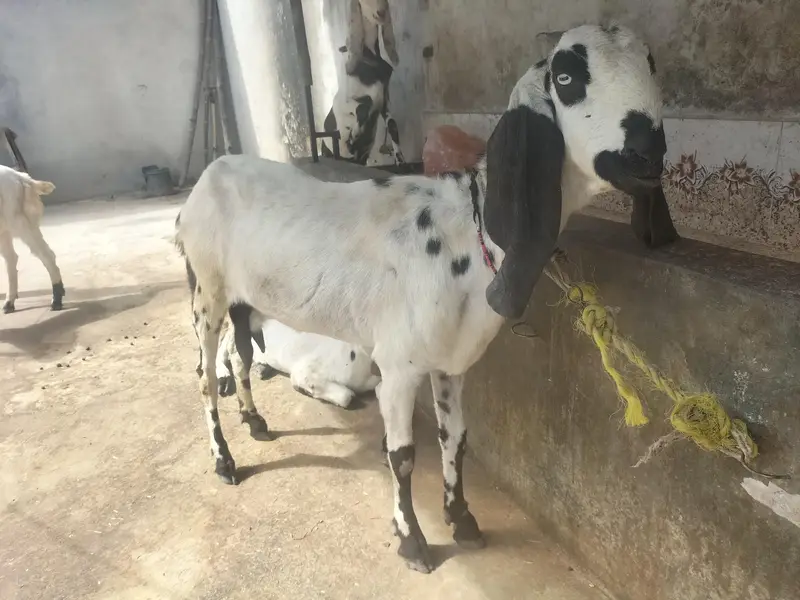 Desi Makhi Cheni with Male kid — photo 2