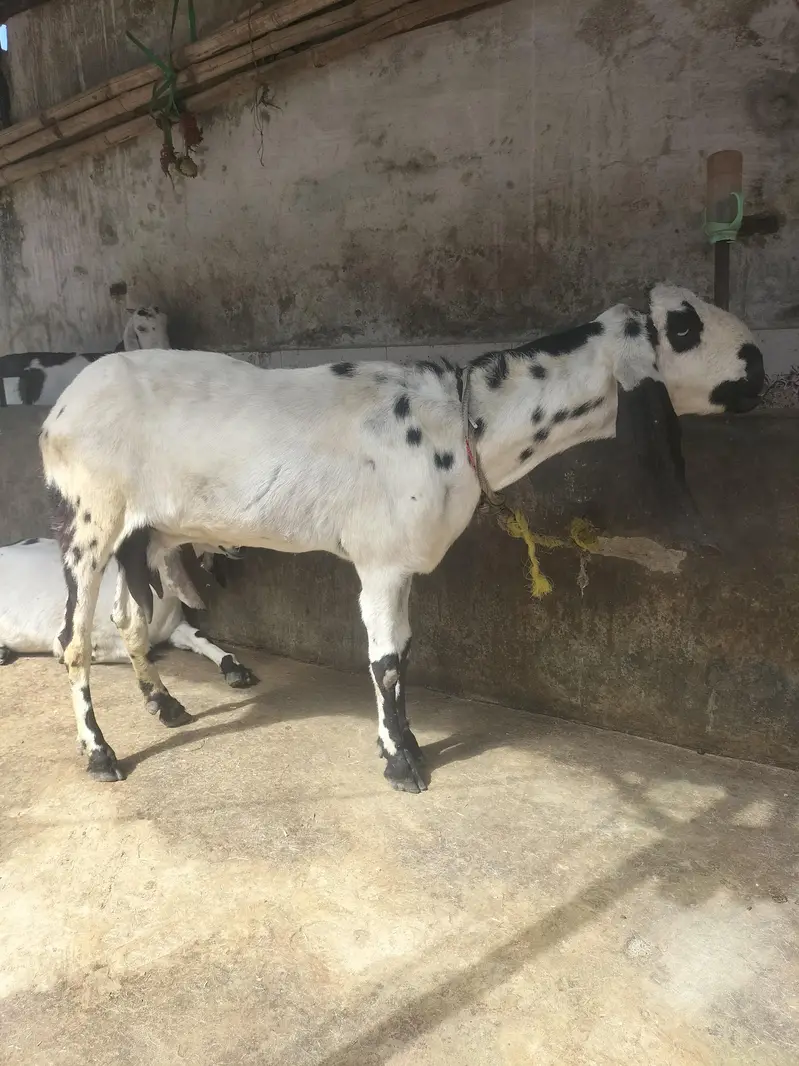 Desi Makhi Cheni with Male kid — photo 3
