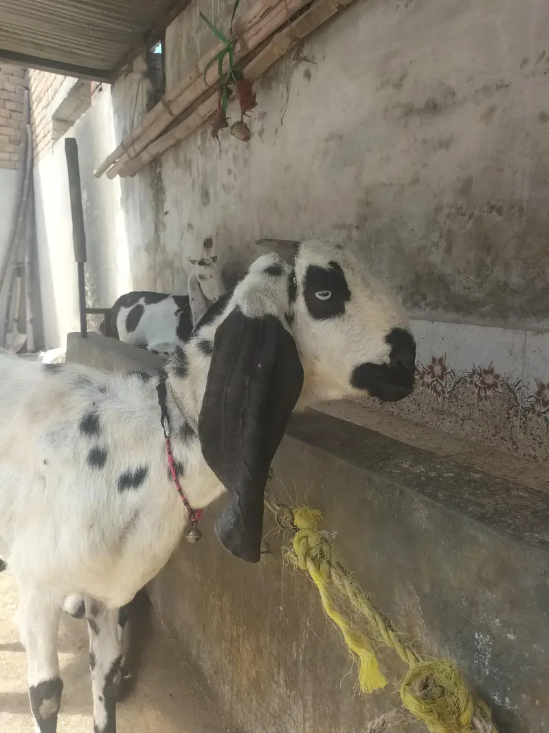 Desi Makhi Cheni with Male kid — photo 4