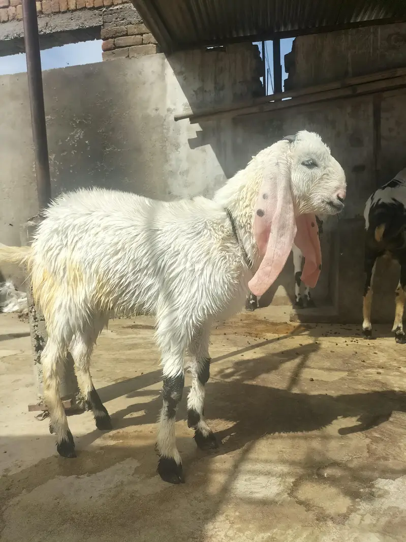 Desi Makhi Cheni with Male kid — photo 5