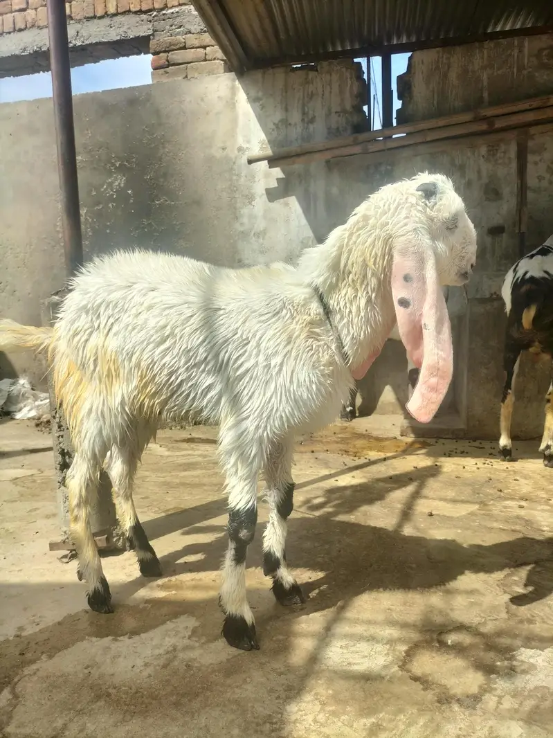Desi Makhi Cheni with Male kid — photo 6