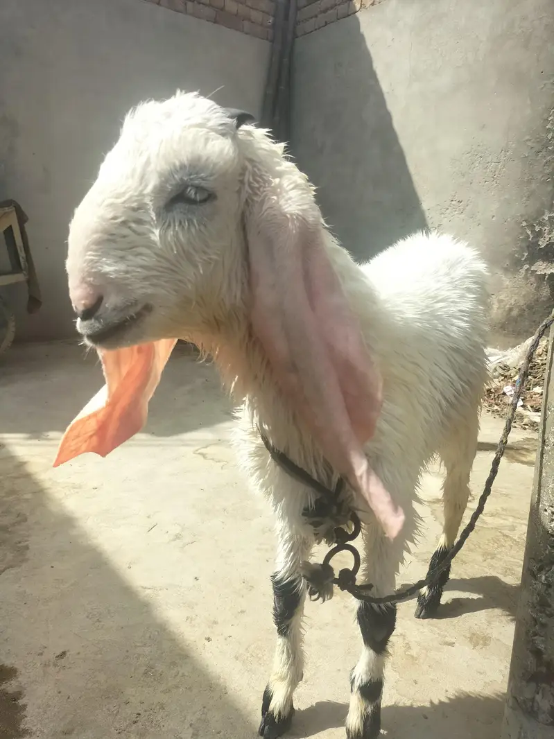 Desi Makhi Cheni with Male kid — photo 7