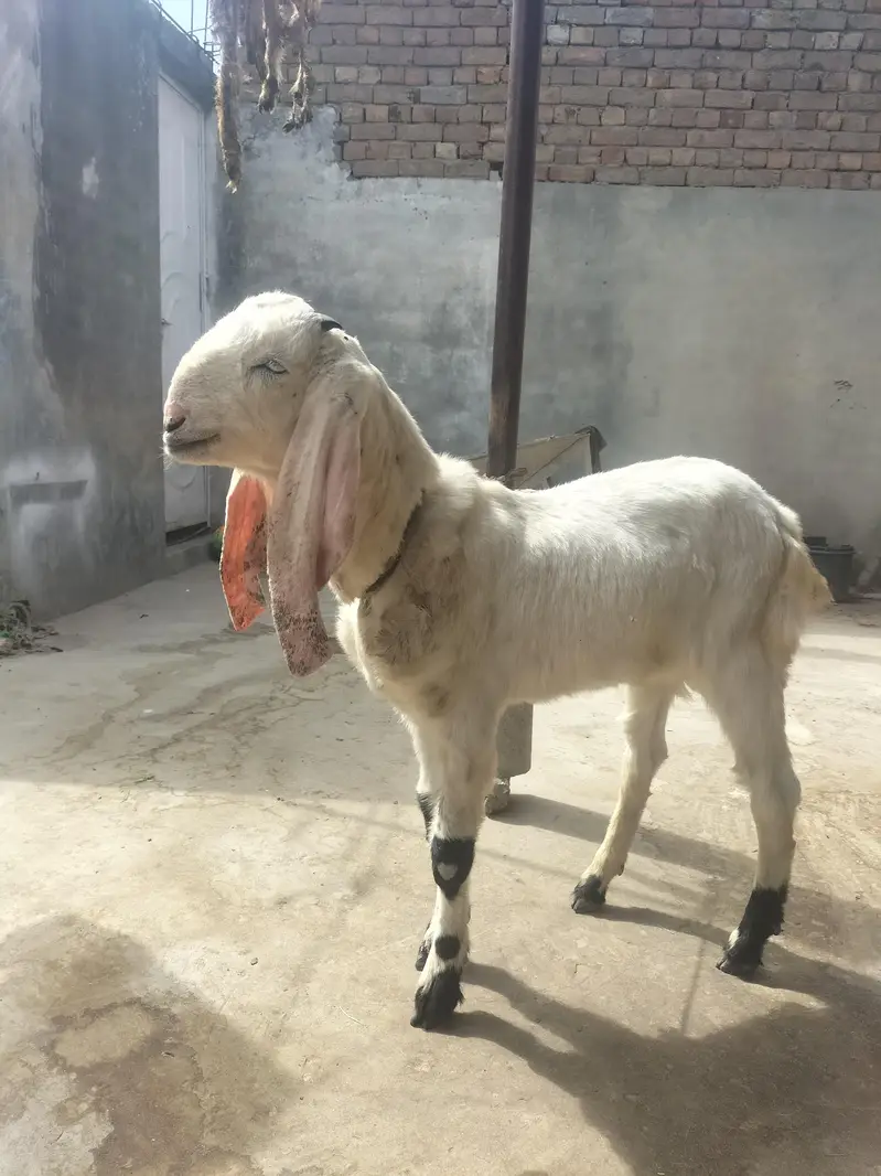 Desi Makhi Cheni with Male kid — photo 8