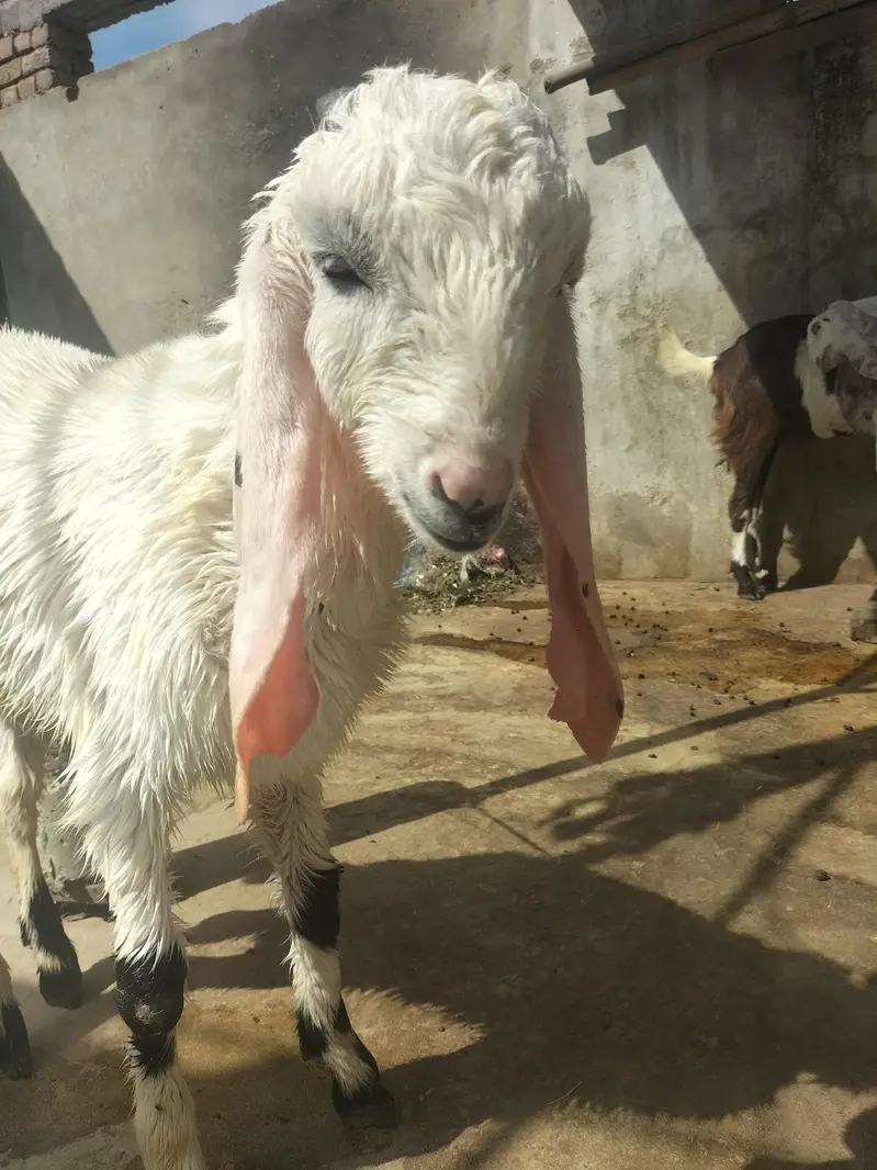Desi Makhi Cheni with Male kid — photo 9