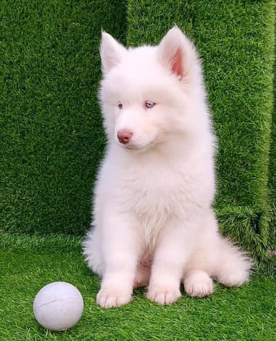 Siberian husky puppies 03101565438