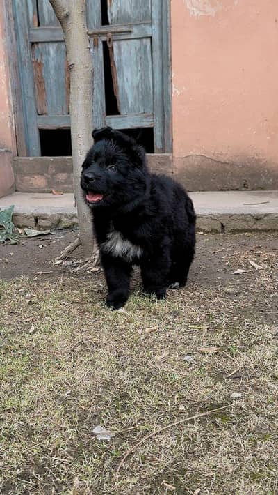 black German shepherd proper long cort extreme quality