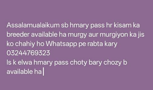 aseel home breeder