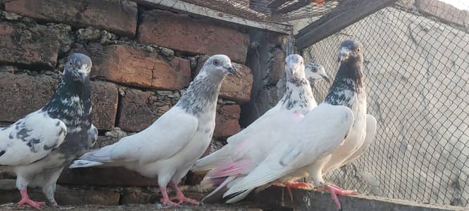 Vip parvazi kabotar for sale.