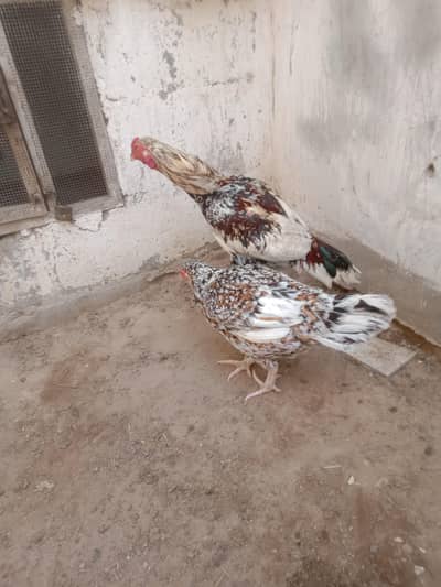 heera aseel bloodline cross kandariii ptthaa han