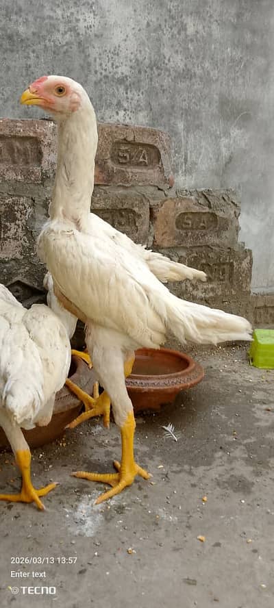 japanese white shamo | white Shamo | hens | Pure White Shamo chicks