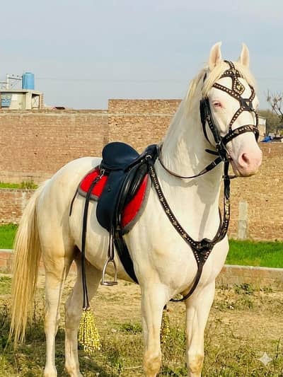 Horse Riding Saddle Set for Sale – Good Condition