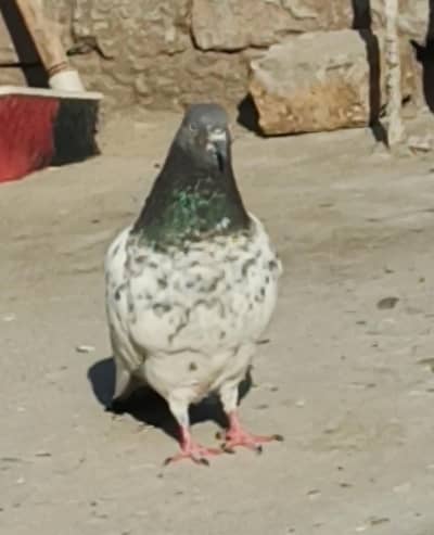 pigeon