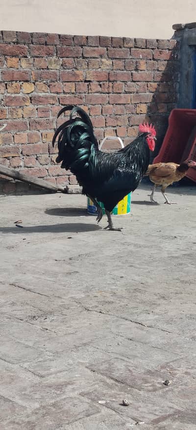 Heritage Black Australorp Male For Sale Age 12 months