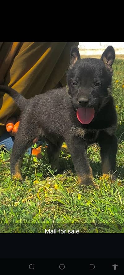 German Shepherd| Puppy | Double Coat puppies | Dog For Sale |GSD