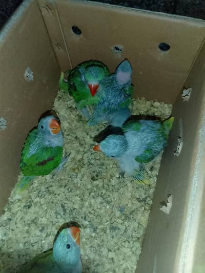 Raw parrots chiks for sale