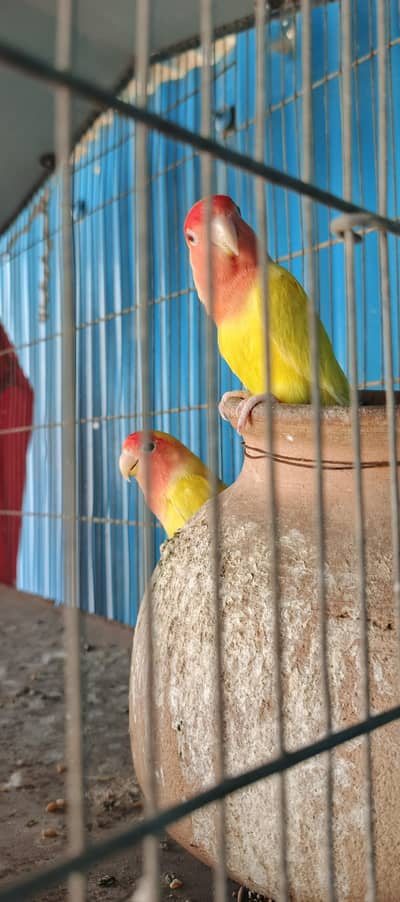 lutino ,fisher , pigeon Australian