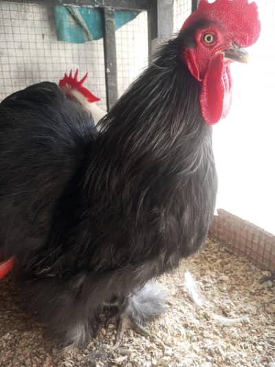 Black Bantam